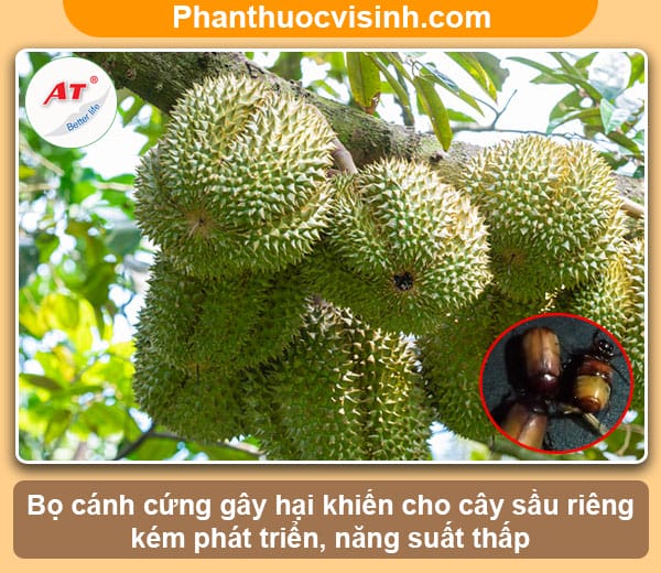 Biện pháp phòng trừ bọ cánh cứng hại sầu riêng