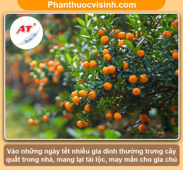 Ý nghĩa cây quất ngày tết trong phong thủy và trong đời sống
