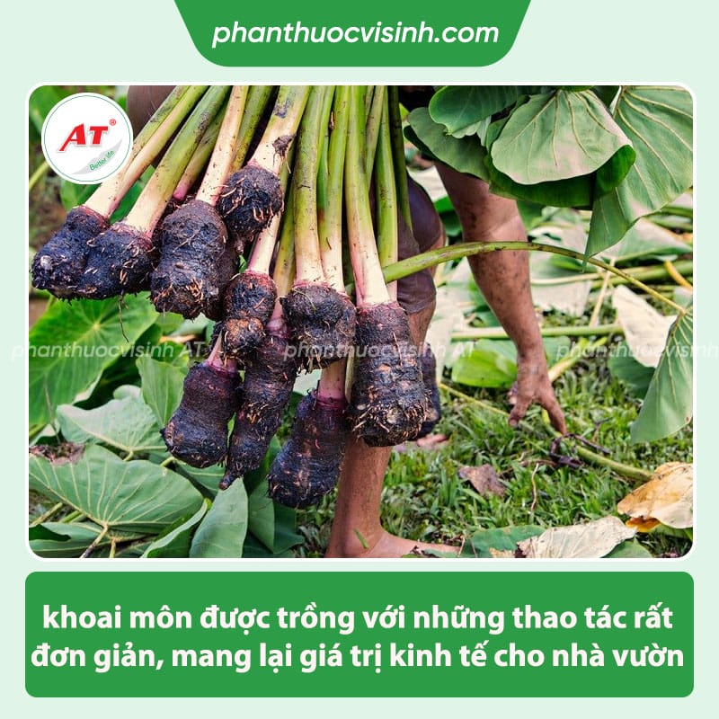 Hướng dẫn cách trồng khoai môn, đơn giản nhanh nảy mầm 1 Hướng dẫn cách trồng khoai môn, đơn giản nhanh nảy mầm
