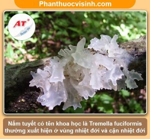 Nấm tuyết có tác dụng gì? Công dụng & Lợi ích với sức khỏe