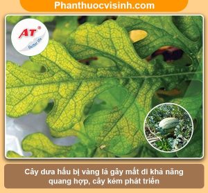 Cây dưa hấu bị vàng lá nguyên nhân do đâu & Cách khắc phục