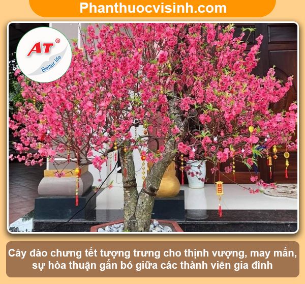 Ý nghĩa cây đào ngày tết trong phong thủy và đời sống 1 Ý nghĩa cây đào ngày tết trong phong thủy và đời sống