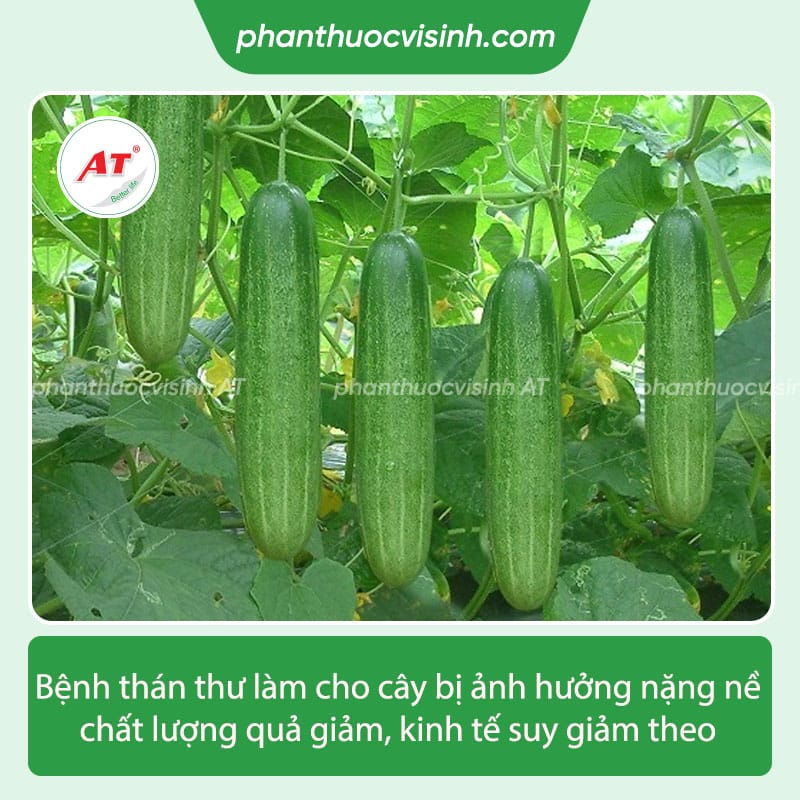 Nguyên nhân và cách khắc phục bệnh thán thư trên dưa leo