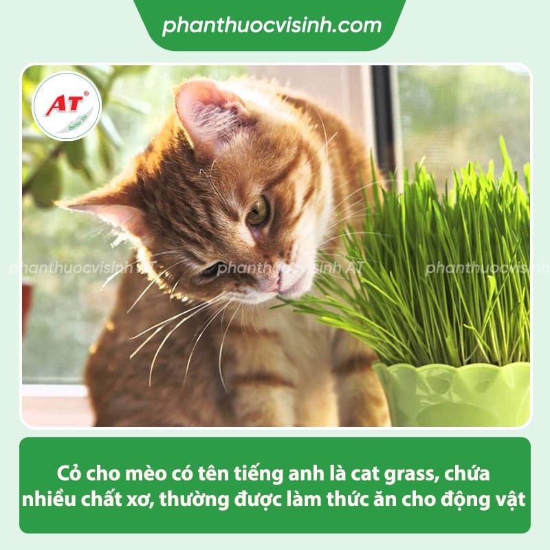 Cỏ cho mèo là gì? Những tác dụng mà cỏ mèo mang lạic