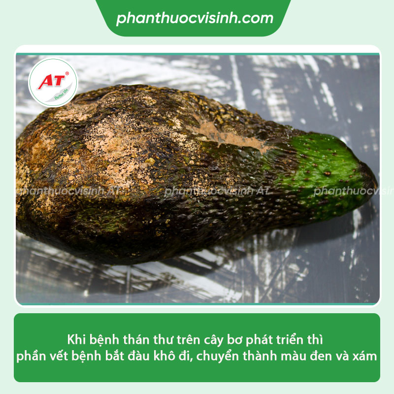 Bệnh thán thư trên cây bơ nguyên nhân do đâu & Cách phòng trị 2 Bệnh thán thư trên cây bơ nguyên nhân do đâu & Cách phòng trị