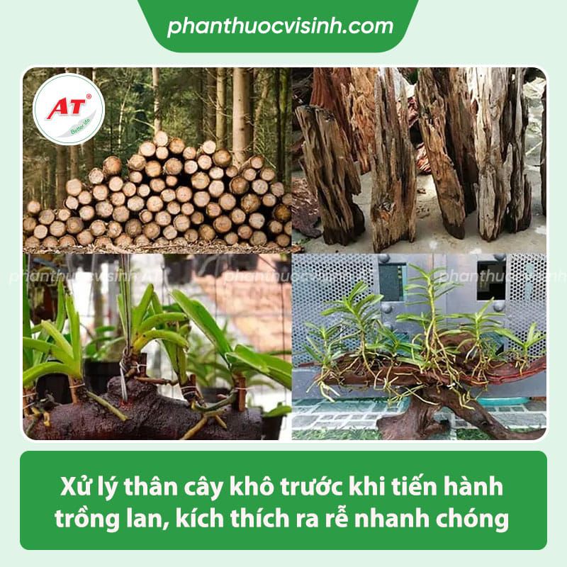 Hướng dẫn trồng lan trên thân cây khô đơn giản hoa nở rực rỡ