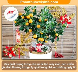 Ý nghĩa cây quất ngày tết trong phong thủy và trong đời sống