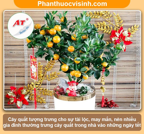 Ý nghĩa cây quất ngày tết trong phong thủy và trong đời sống
