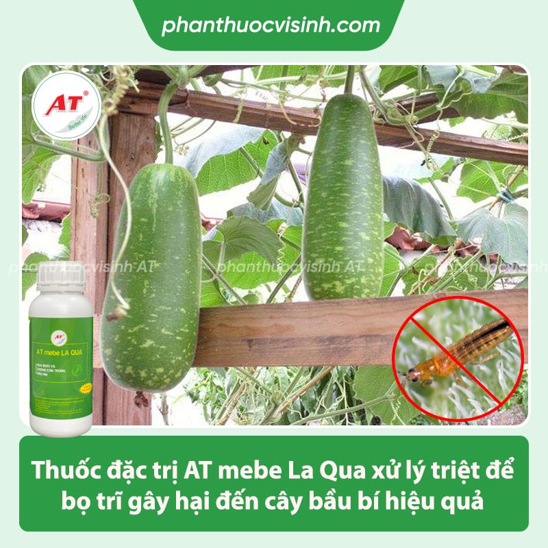 Cách phòng trừ bọ trĩ hại bầu bí hiệu quả, an toàn tiết kiệm 5 Biện pháp phòng trừ bọ trĩ hại bầu bí, tiết kiệm chi phí