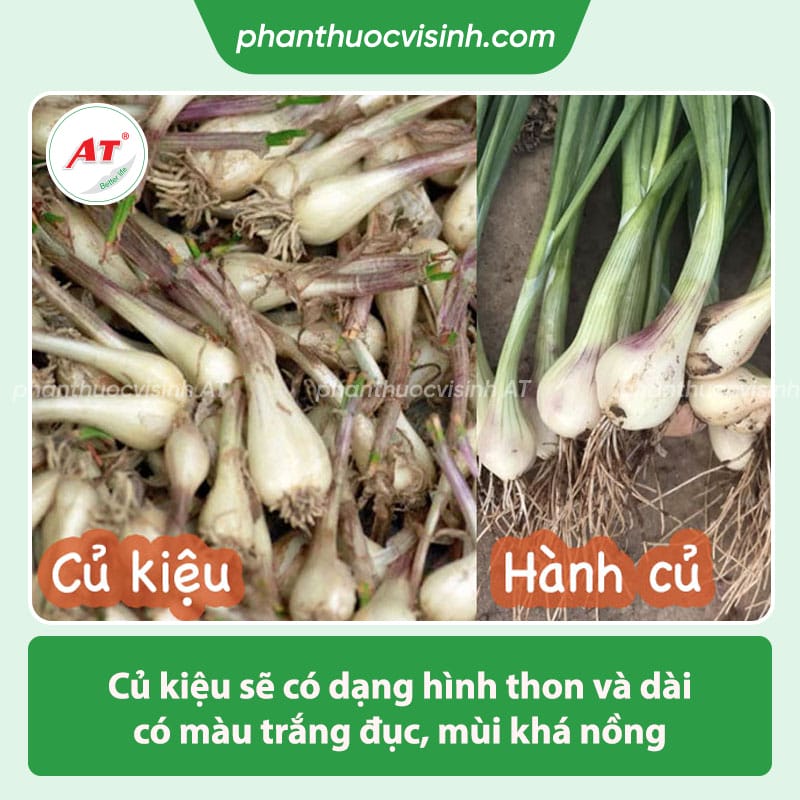 Những công dụng của củ kiệu mang đến cho sức khỏe con người