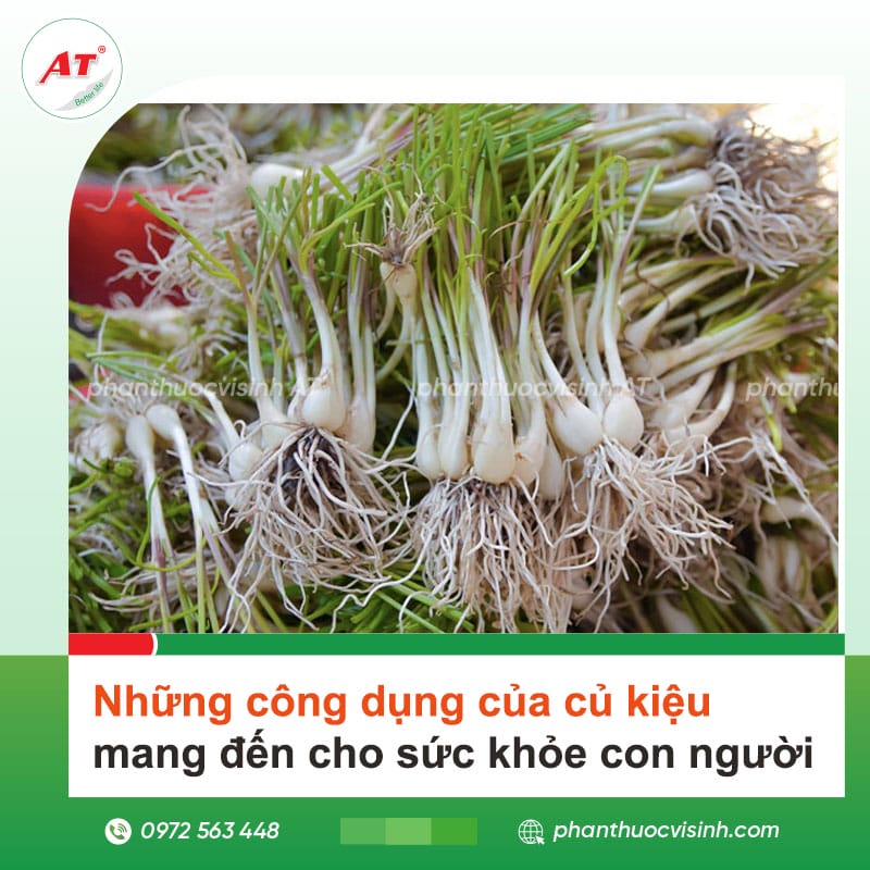 Những công dụng của củ kiệu mang đến cho sức khỏe con người