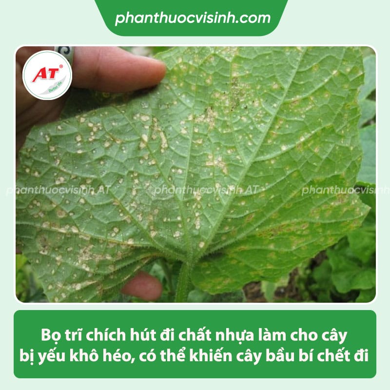 Cách phòng trừ bọ trĩ hại bầu bí hiệu quả, an toàn tiết kiệm 3 Biện pháp phòng trừ bọ trĩ hại bầu bí, tiết kiệm chi phí
