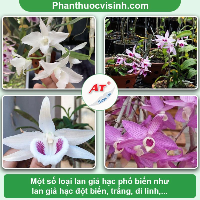 Cách chăm sóc lan giả hạc ra hoa đẹp & ý nghĩa của hoa lan