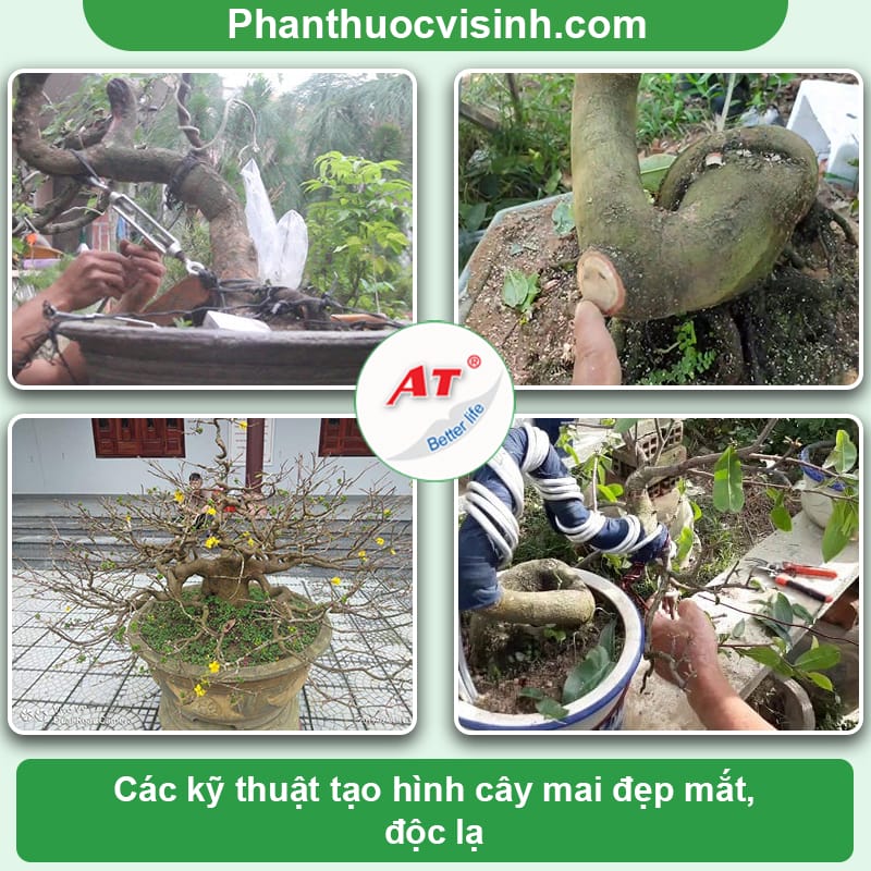 Hướng dẫn cách uốn cây mai đơn giản, siêu đẹp