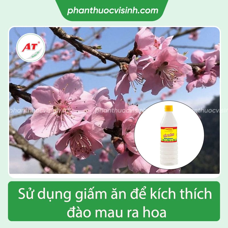 6 cách làm hoa đào nở nhanh vào dịp Tết như những chuyên gia 4 6 cách làm hoa đào nở nhanh vào dịp Tết như những chuyên gia