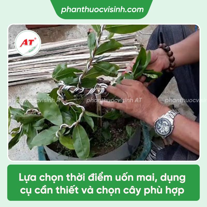 Hướng dẫn cách uốn cây mai đơn giản, siêu đẹp