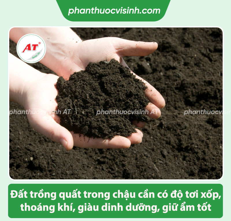 Cách chăm sóc cây quất trong chậu sau Tết đơn giản tại nhà