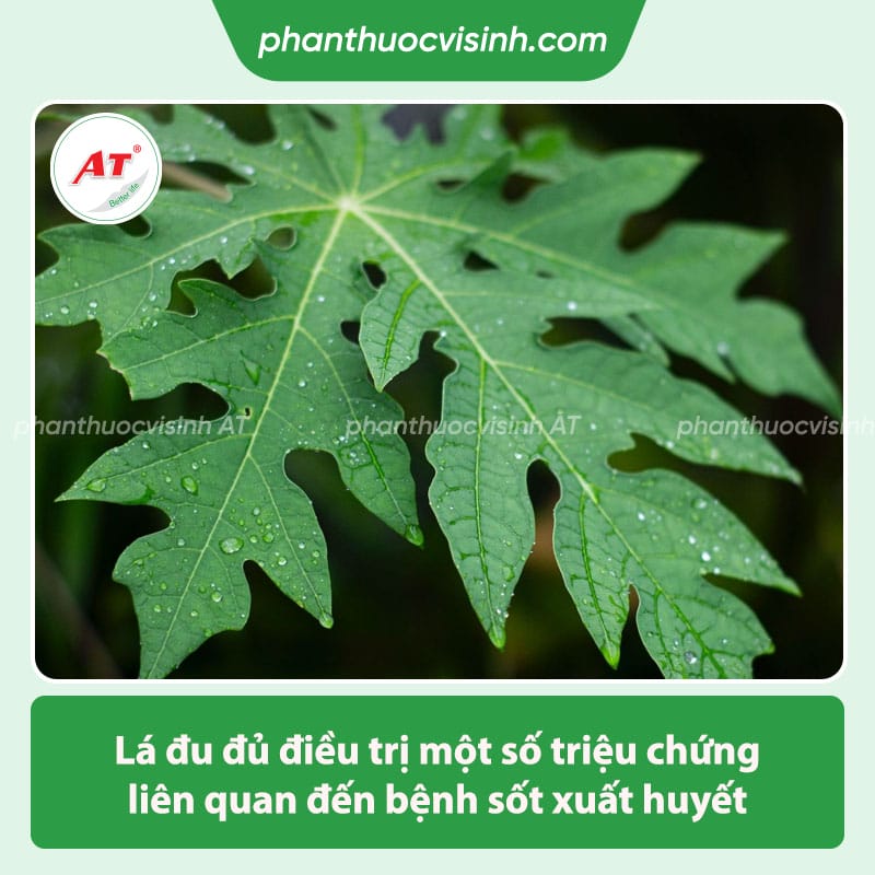 Công dụng của lá đu đủ với sức khỏe & thông tin liên quan 2 Công dụng của lá đu đủ là gì? một số thông tin liên quan