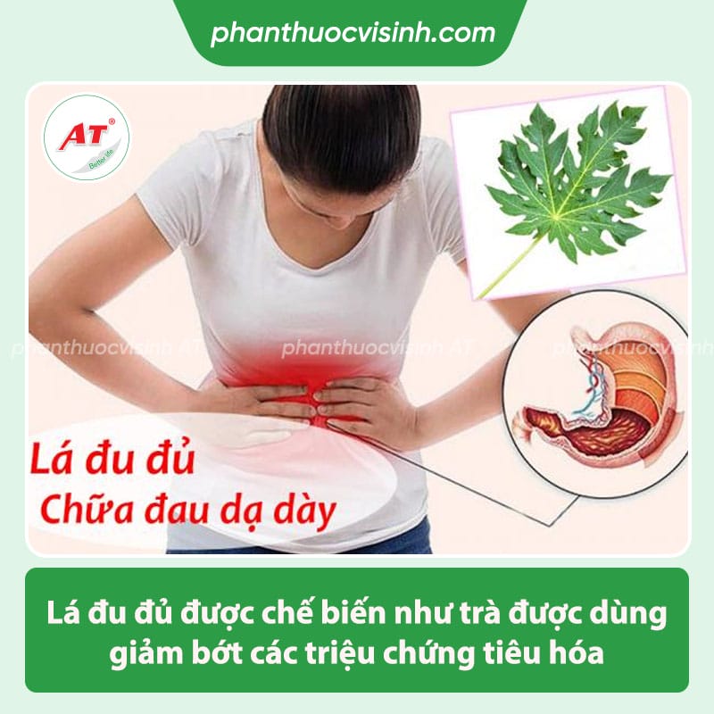 Công dụng của lá đu đủ với sức khỏe & thông tin liên quan 3 Công dụng của lá đu đủ là gì? một số thông tin liên quan