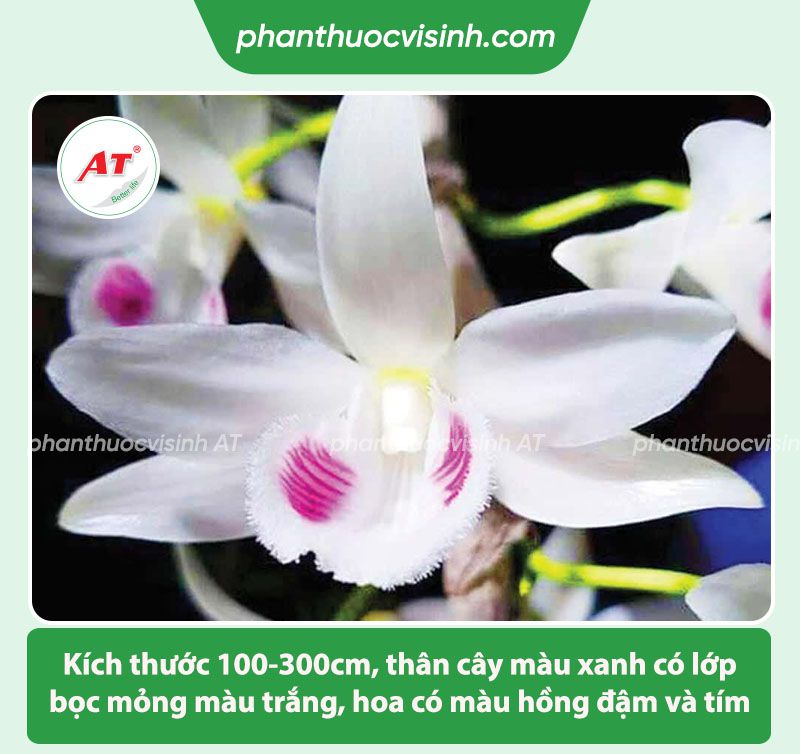 Cách chăm sóc lan giả hạc ra hoa đẹp & ý nghĩa của hoa lan