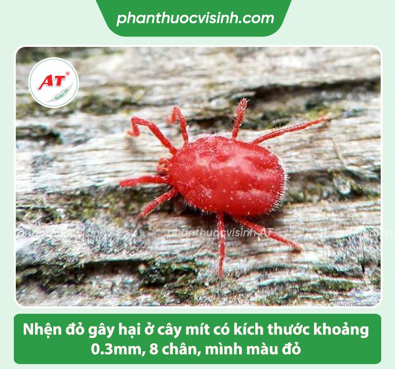 Cách phòng trừ nhện đỏ hại mít triệt để & nhận biết qua đâu