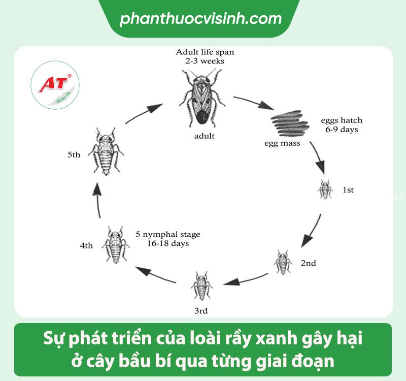 Cách phòng trừ rầy xanh hại bầu bí hiệu quả và an toàn 2 Cách phòng trừ rầy xanh hại bầu bí hiệu quả và an toàn