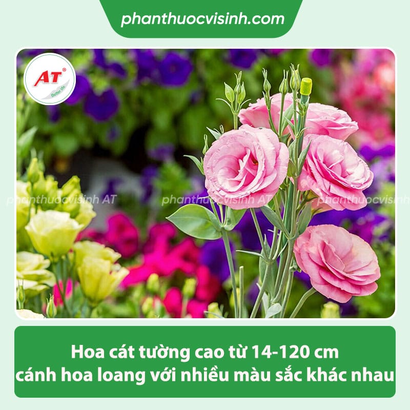 Ý nghĩa hoa cát tường trong đời sống và theo màu sắc