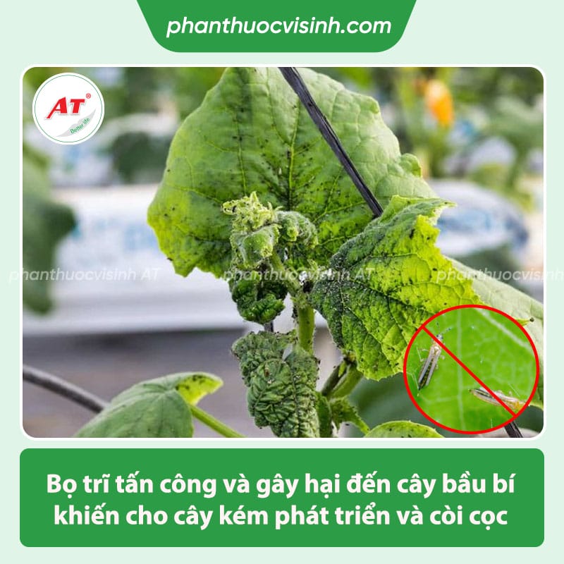 Cách phòng trừ bọ trĩ hại bầu bí hiệu quả, an toàn tiết kiệm 1 Biện pháp phòng trừ bọ trĩ hại bầu bí, tiết kiệm chi phí