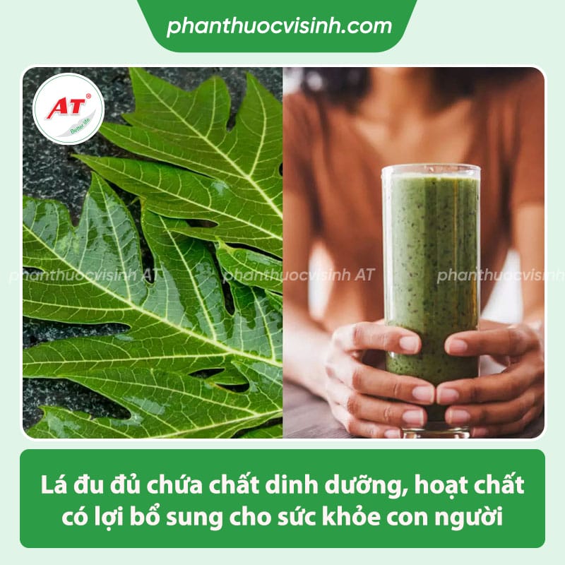 Công dụng của lá đu đủ với sức khỏe & thông tin liên quan 1 Công dụng của lá đu đủ là gì? một số thông tin liên quan