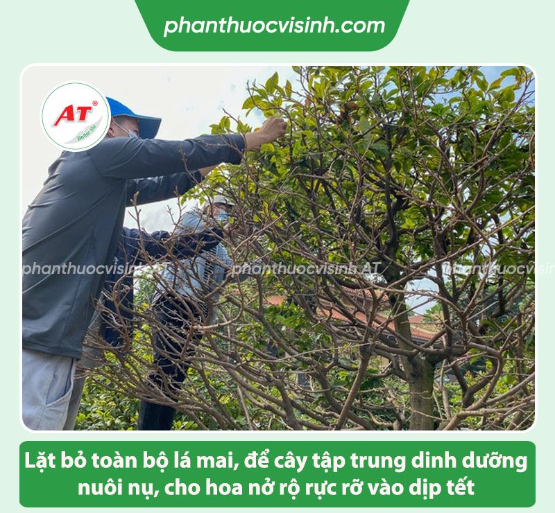 Hướng dẫn cách lặt lá mai cho hoa nở đúng dịp tết