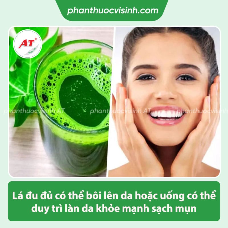 Công dụng của lá đu đủ với sức khỏe & thông tin liên quan 4 Công dụng của lá đu đủ là gì? một số thông tin liên quan