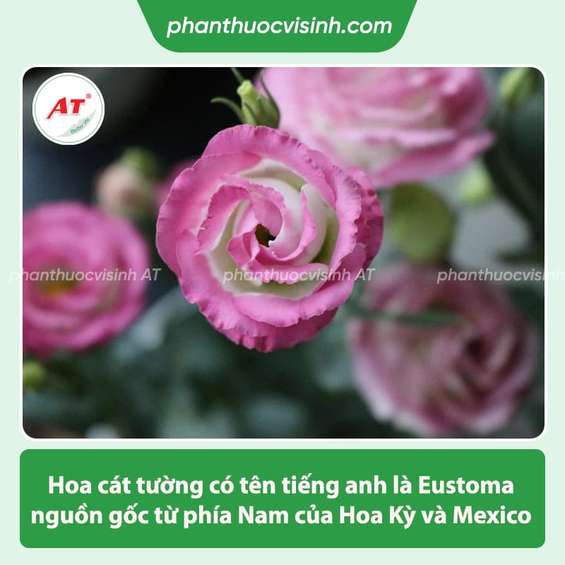 Ý nghĩa hoa cát tường trong đời sống và theo màu sắc