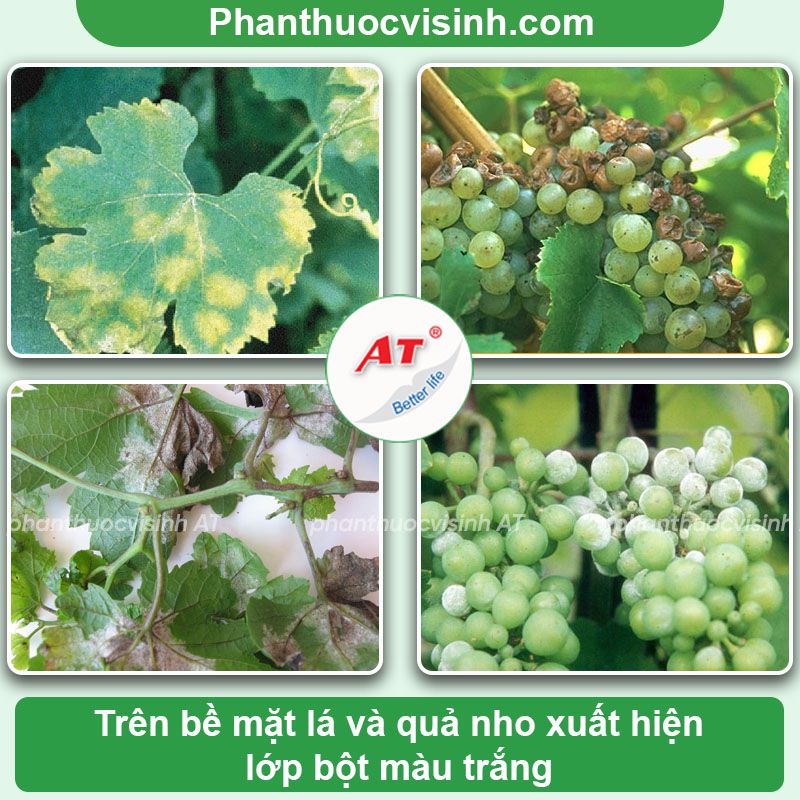 Bệnh mốc sương trên cây nho: Nguyên nhân và Cách phòng trị