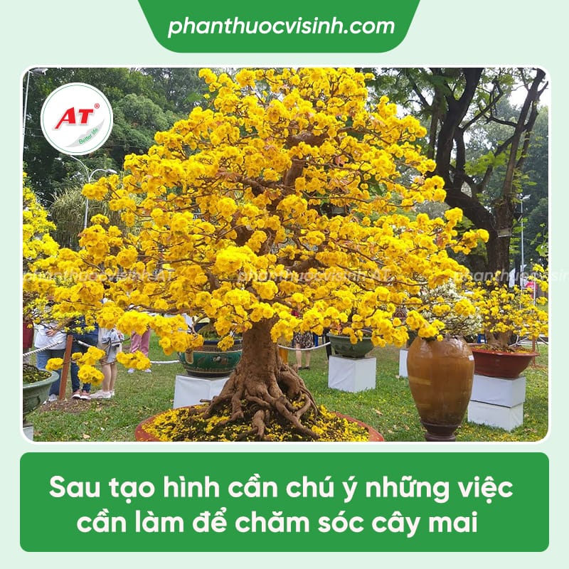 Hướng dẫn cách uốn cây mai đơn giản, siêu đẹp