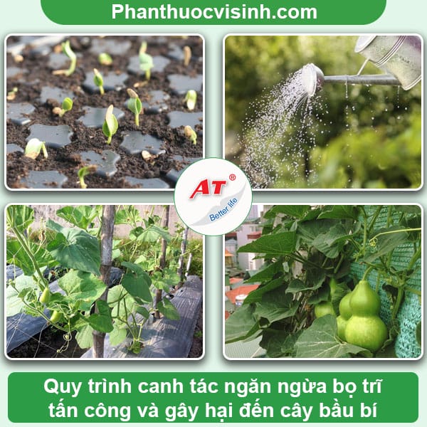 Cách phòng trừ bọ trĩ hại bầu bí hiệu quả, an toàn tiết kiệm 4 Biện pháp phòng trừ bọ trĩ hại bầu bí, tiết kiệm chi phí