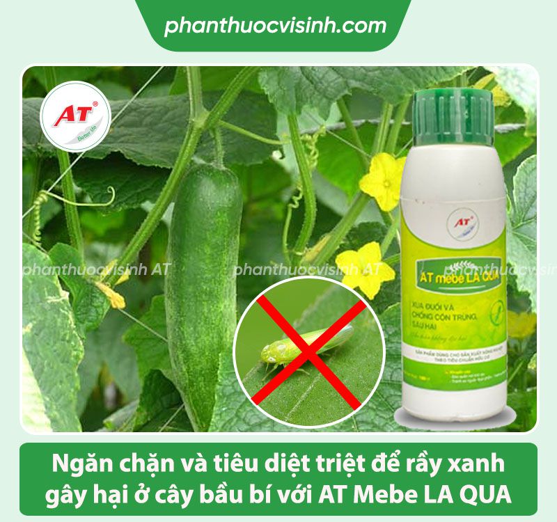 Cách phòng trừ rầy xanh hại bầu bí hiệu quả và an toàn 3 Cách phòng trừ rầy xanh hại bầu bí hiệu quả và an toàn
