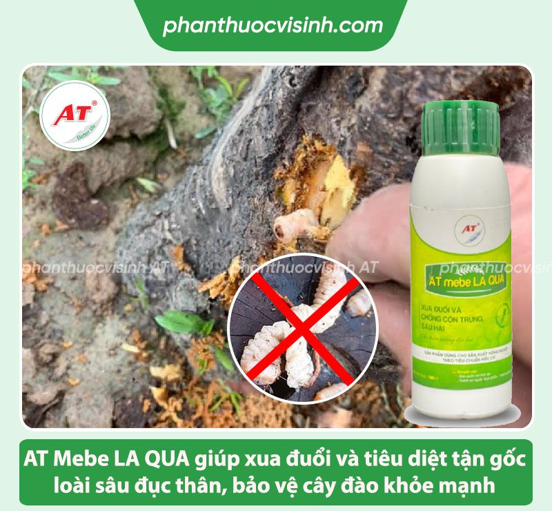 Cách phòng trừ sâu đục thân cây đào & Nhận biết qua đâu?