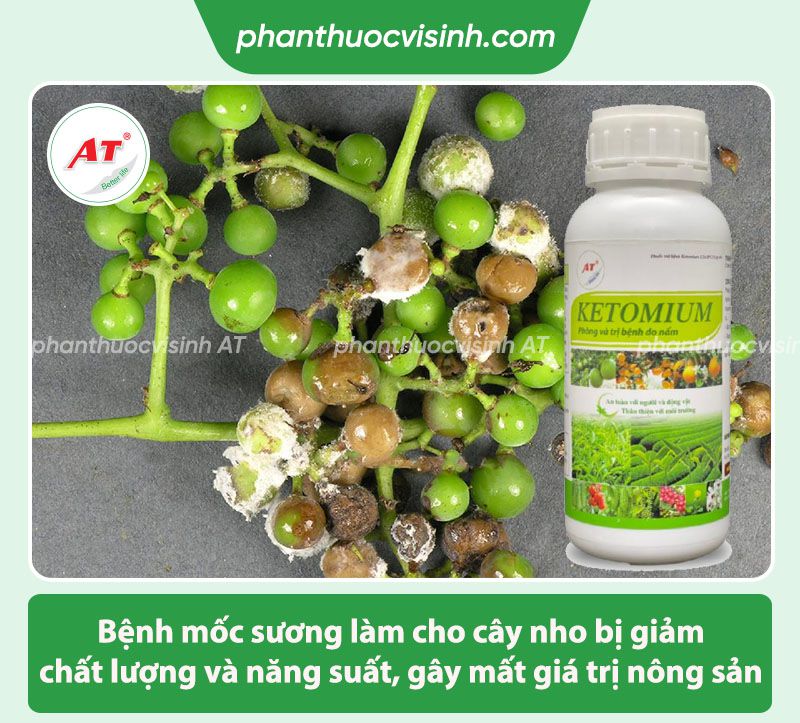 Bệnh mốc sương trên cây nho: Nguyên nhân và Cách phòng trị