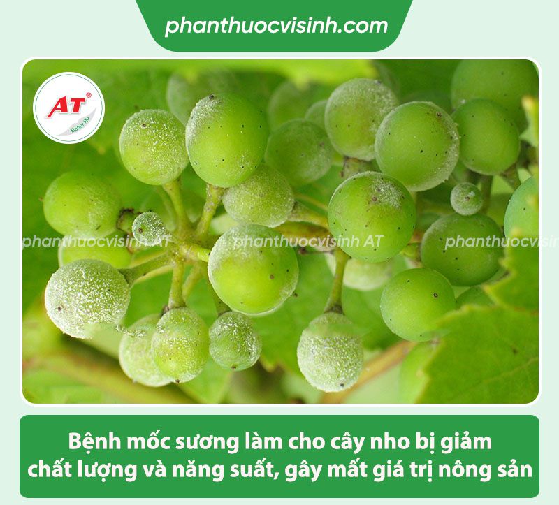Bệnh mốc sương trên cây nho: Nguyên nhân và Cách phòng trị