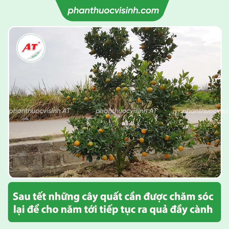 Cách chăm sóc cây quất trong chậu sau Tết đơn giản tại nhà