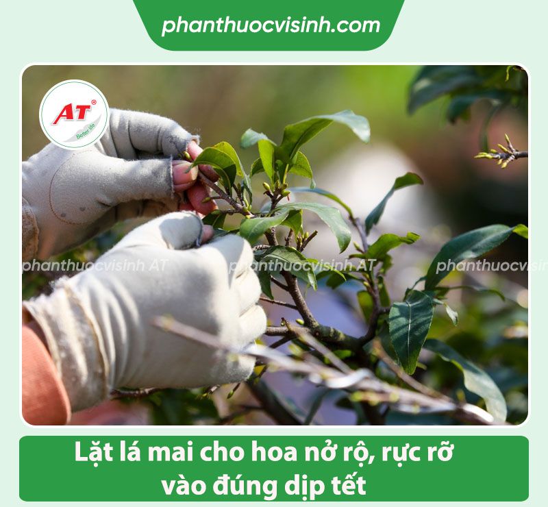 Hướng dẫn cách lặt lá mai cho hoa nở đúng dịp tết