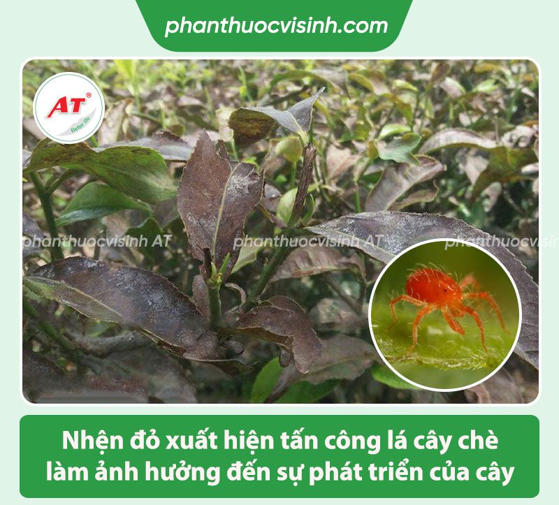Cách phòng trừ nhện đỏ hại chè và những điều cần biết