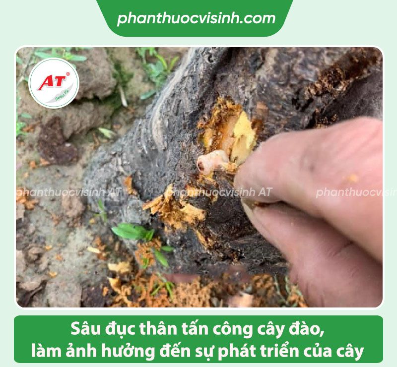 Cách phòng trừ sâu đục thân cây đào & Nhận biết qua đâu?