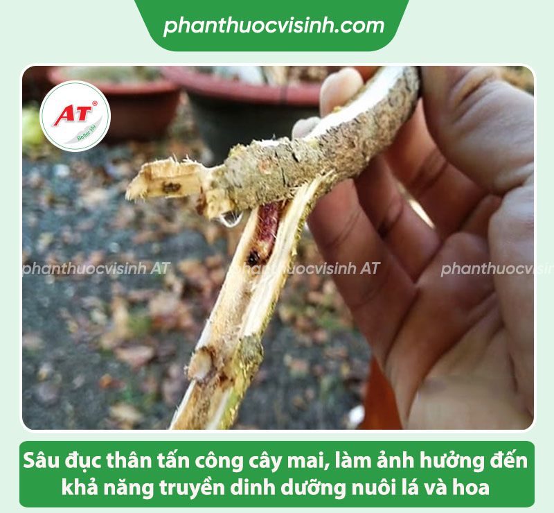 Cách phòng trừ sâu đục thân cây mai hiệu quả và an toàn