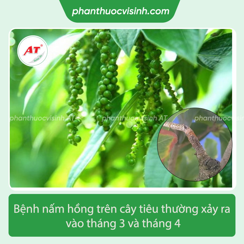 Bệnh nấm hồng trên cây tiêu & Nguyên nhân và thuốc điều trị