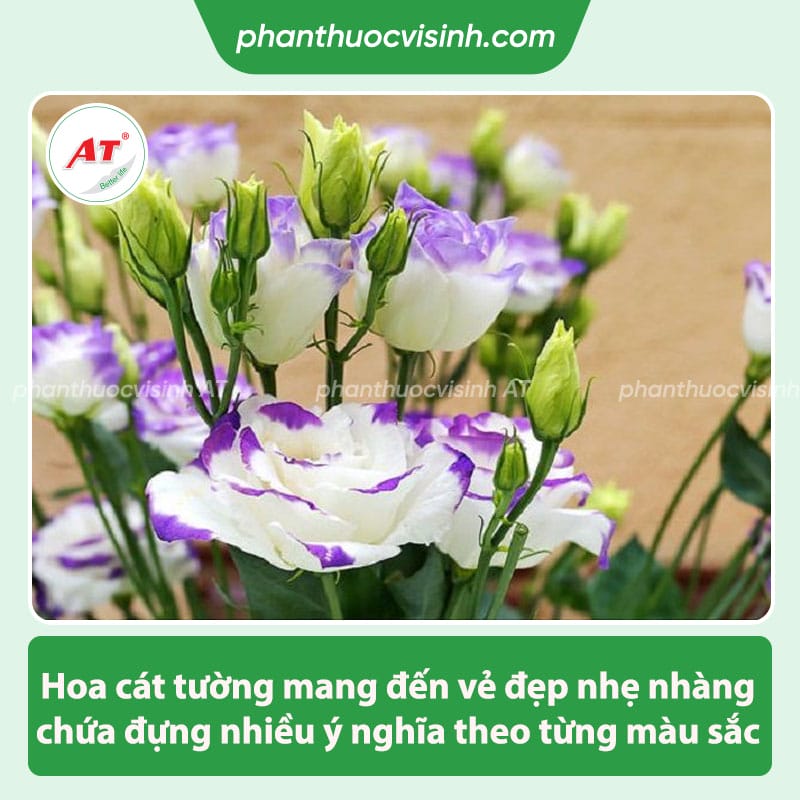 Ý nghĩa hoa cát tường trong đời sống và theo màu sắc