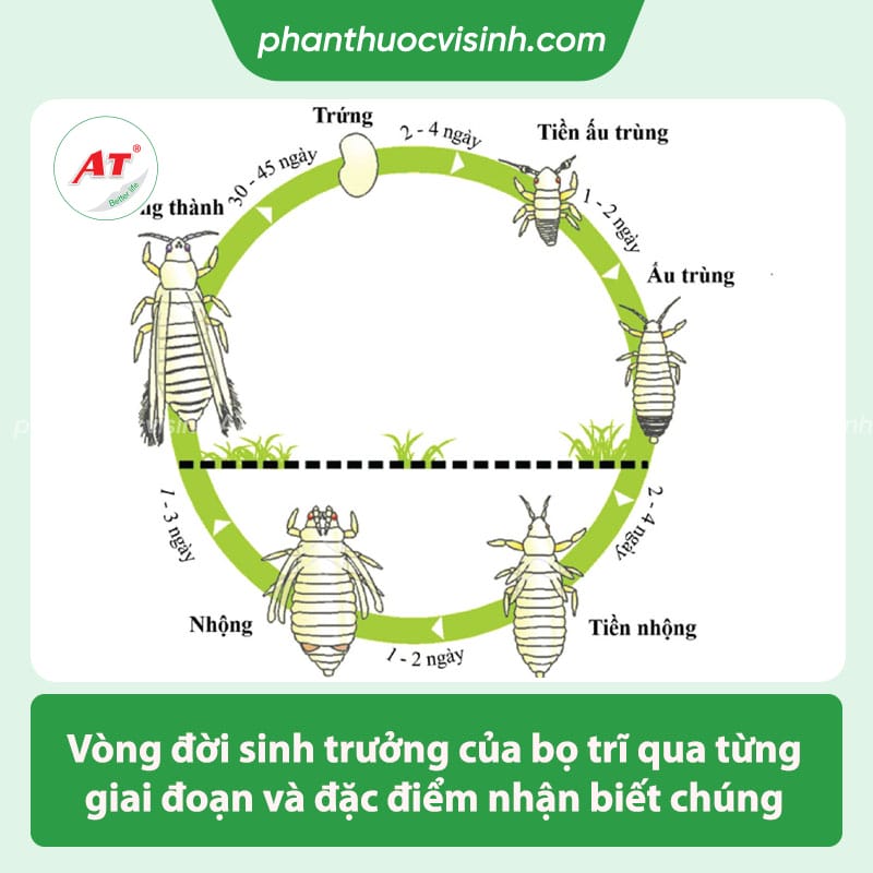 Cách phòng trừ bọ trĩ hại bầu bí hiệu quả, an toàn tiết kiệm 2 Biện pháp phòng trừ bọ trĩ hại bầu bí, tiết kiệm chi phí