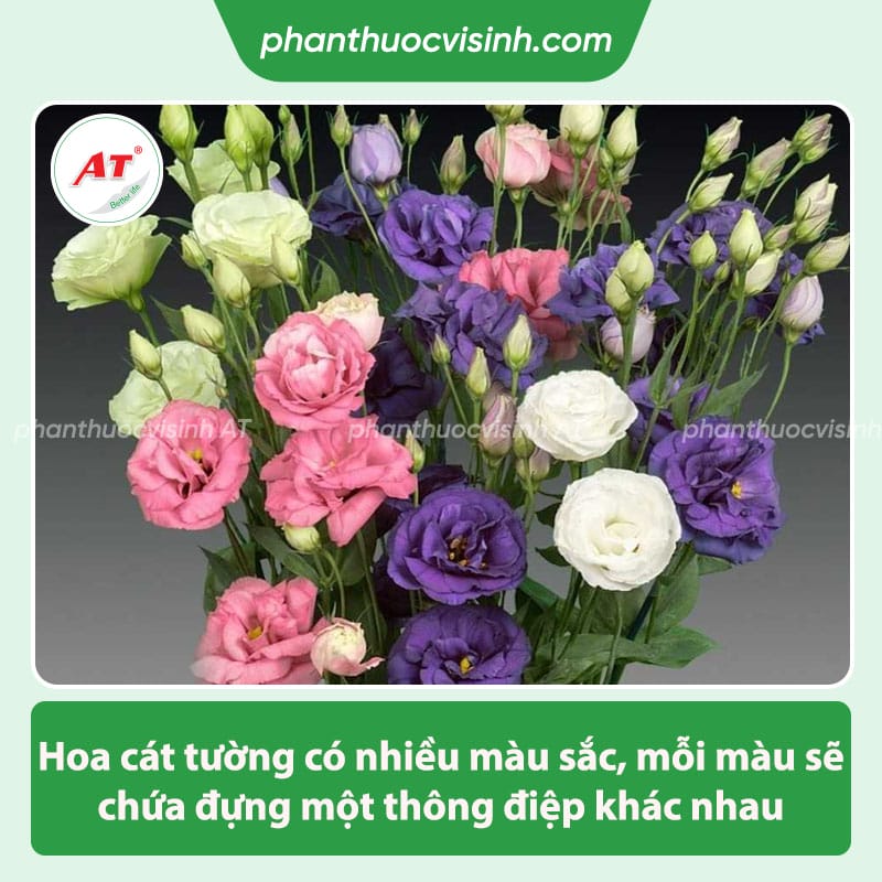 Ý nghĩa hoa cát tường trong đời sống và theo màu sắc