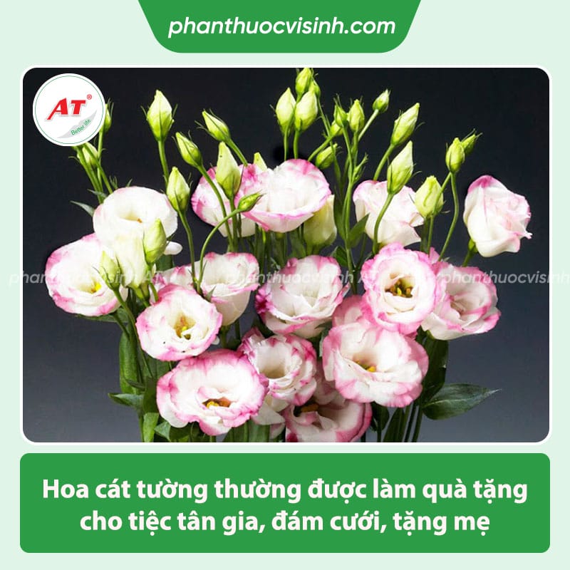 Ý nghĩa hoa cát tường trong đời sống và theo màu sắc