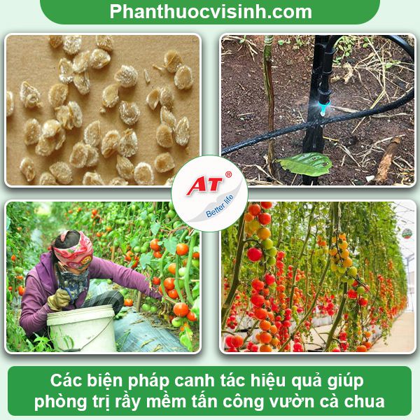 Rầy mềm hại cà chua: Phòng trừ hiệu quả, an toàn